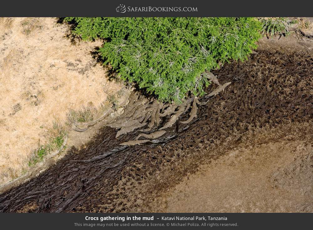 Crocodiles gathering in the mud in Katavi National Park, Tanzania