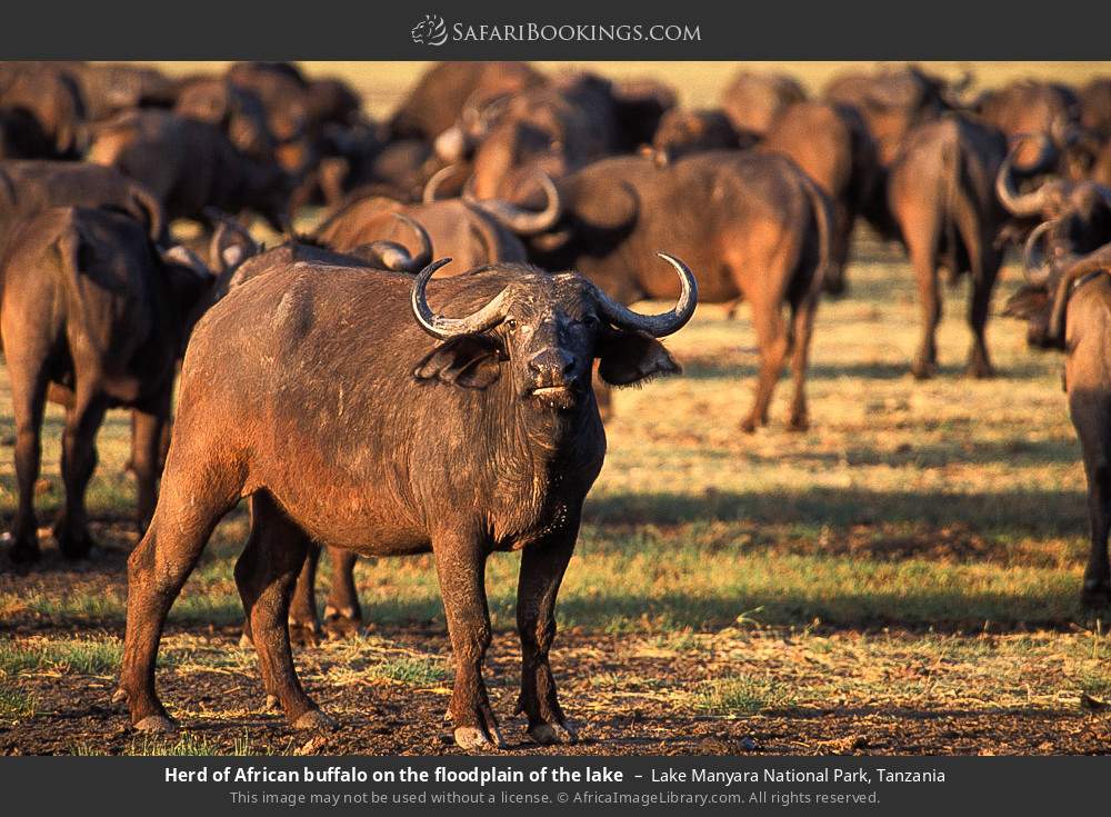 Herd of African buffalo on the floodplain of the lake in Lake Manyara National Park, Tanzania