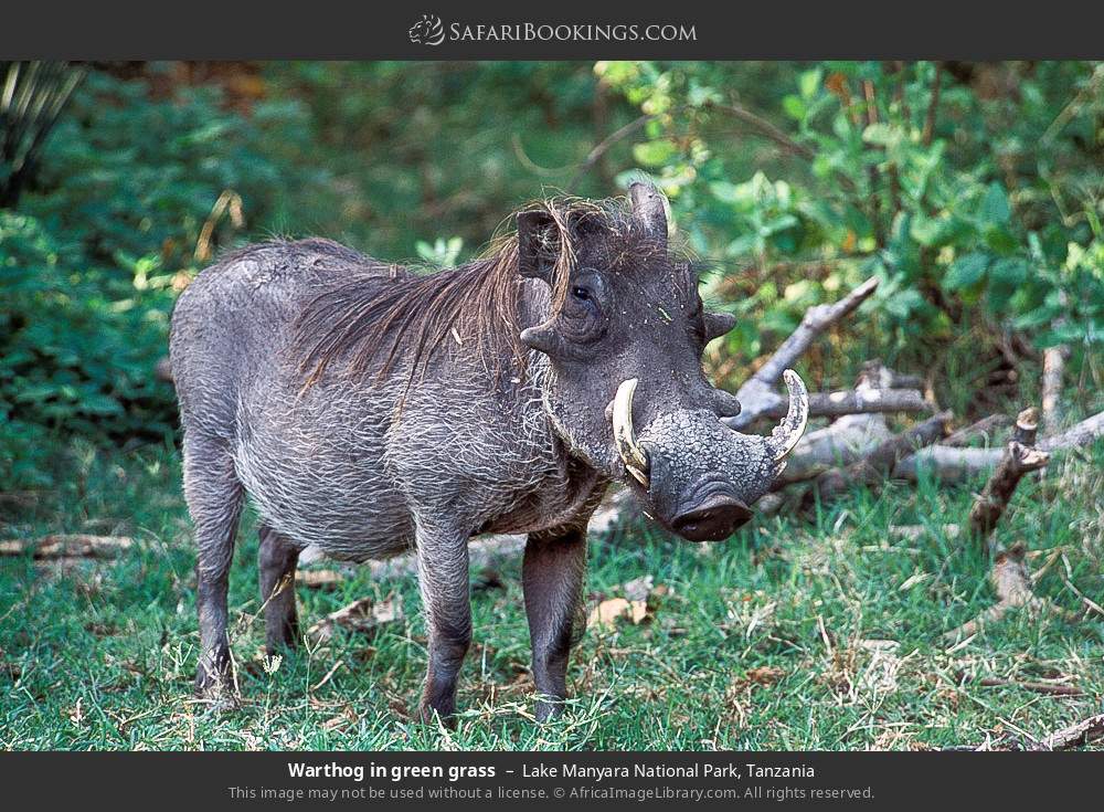 Warthog in green grass in Lake Manyara National Park, Tanzania