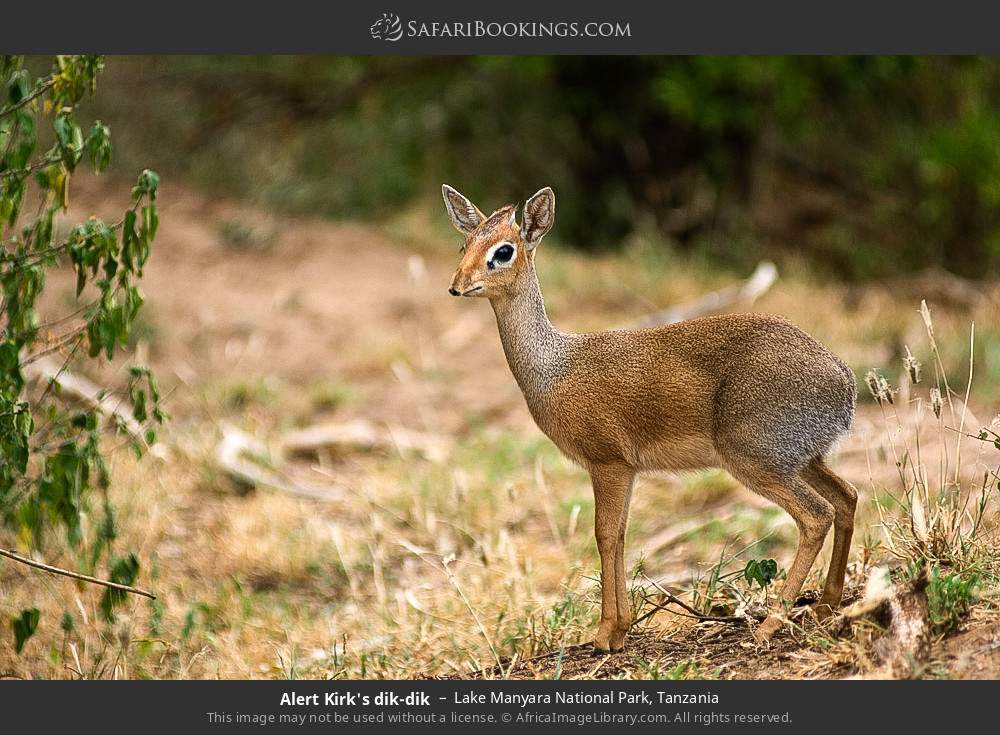 Kirk's dik-dik in Lake Manyara National Park, Tanzania