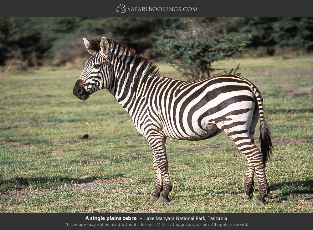 Plains zebra in Lake Manyara National Park, Tanzania