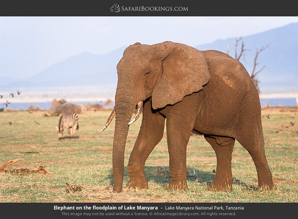 Elephant on the floodplain of the lake in Lake Manyara National Park, Tanzania