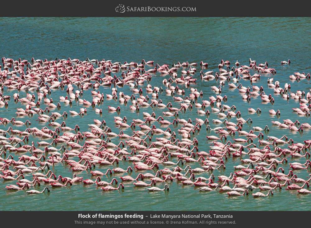 Flock of flamingos feeding in Lake Manyara National Park, Tanzania