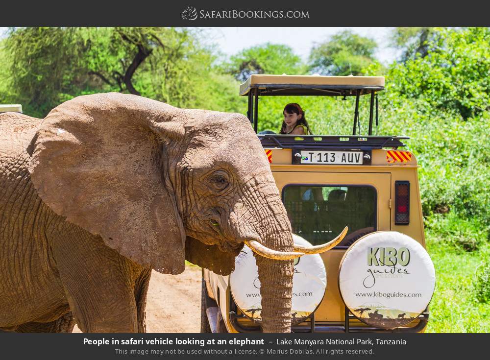 Safari-goers watching an elephant in Lake Manyara National Park, Tanzania