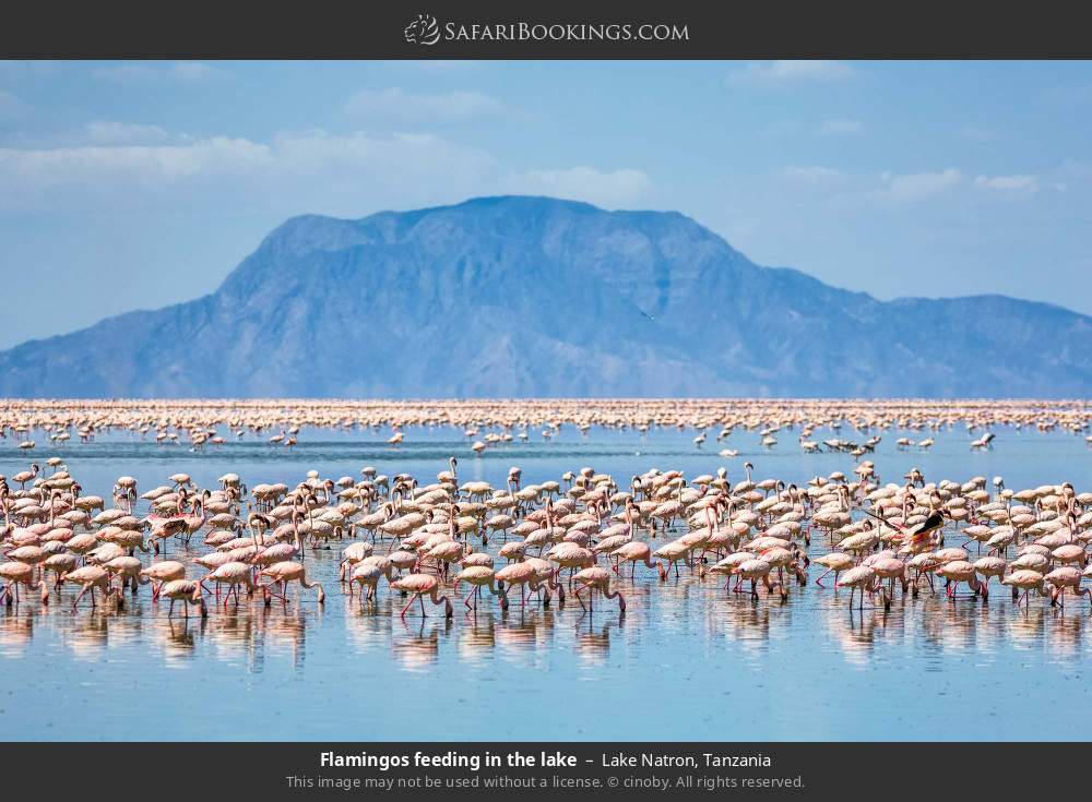 Flamingos feeding in Lake Natron in Lake Natron, Tanzania