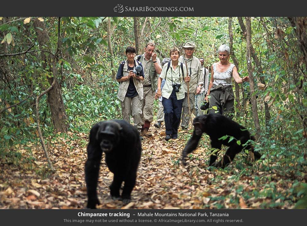 Chimpanzee trekking in Mahale Mountains National Park, Tanzania
