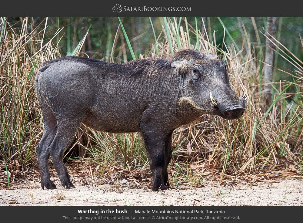 Warthog in the bush in Mahale Mountains National Park, Tanzania