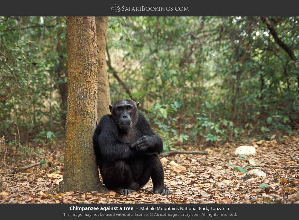 Chimpanzee against a tree in Mahale Mountains National Park, Tanzania