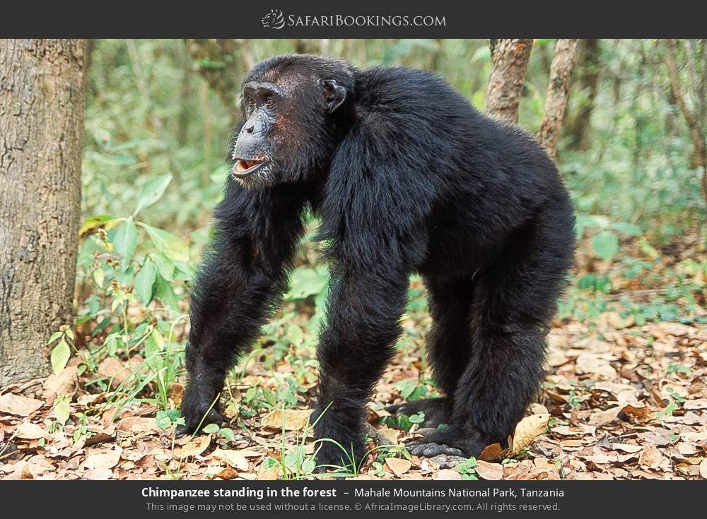 Chimpanzee standing in the forest in Mahale Mountains National Park, Tanzania