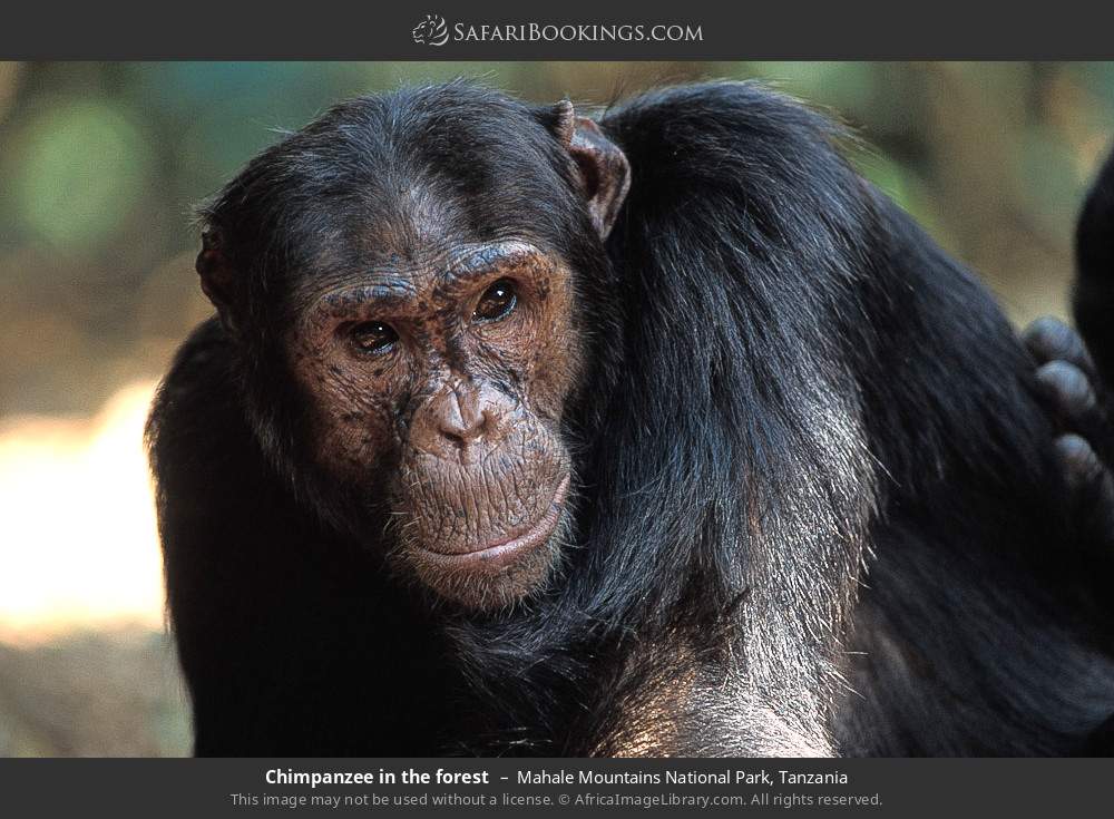 Chimpanzee in the forest in Mahale Mountains National Park, Tanzania