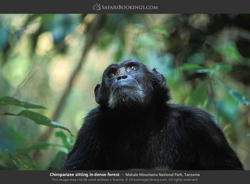 Chimpanzee sitting in the forest in Mahale Mountains National Park, Tanzania