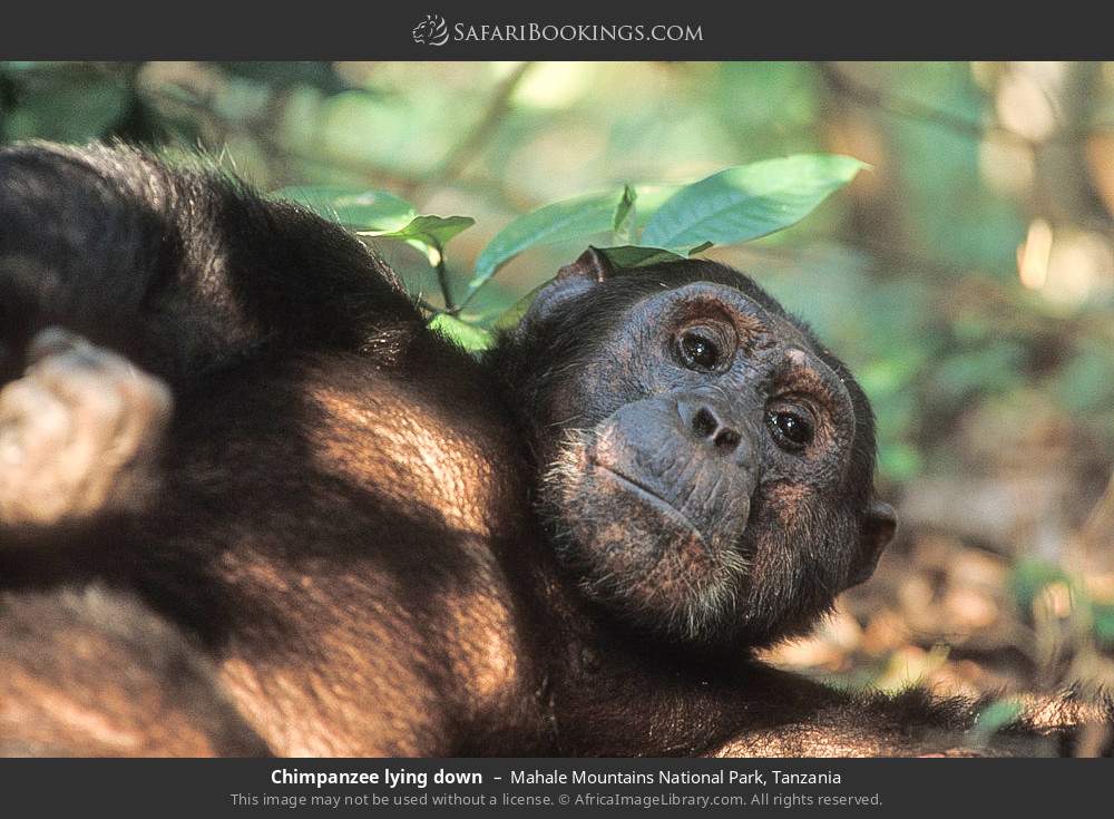 Chimpanzee lying down in Mahale Mountains National Park, Tanzania