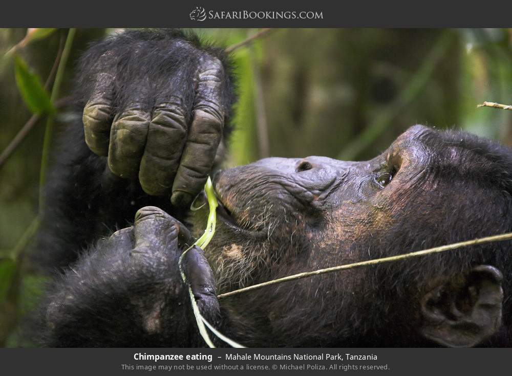 Chimpanzee eating in Mahale Mountains National Park, Tanzania