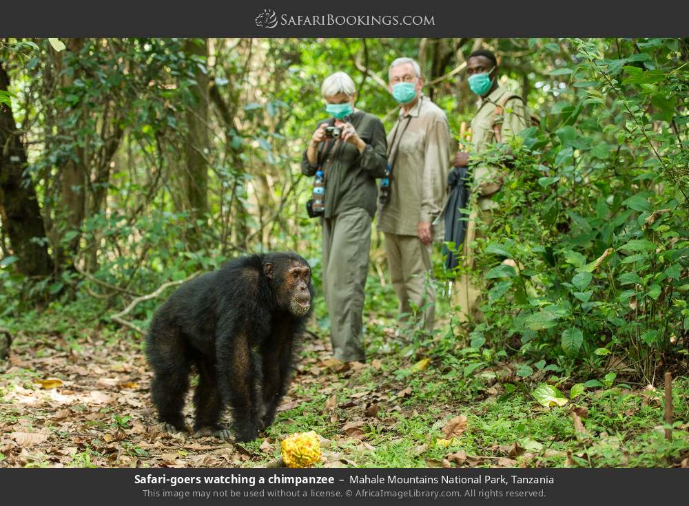 Watching a chimpanzee on a chimp trek in Mahale Mountains National Park, Tanzania