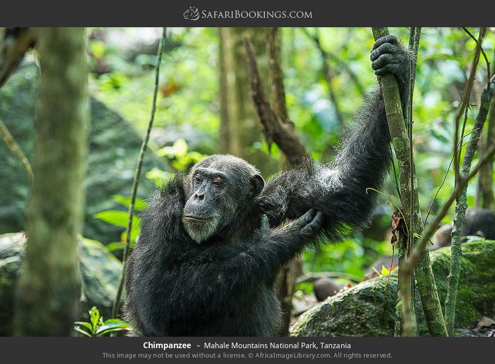 Chimpanzee in Mahale Mountains National Park, Tanzania