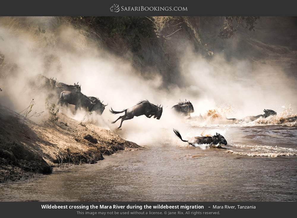 Wildebeest crossing the Mara River during the Great Migration  in Mara River, Tanzania