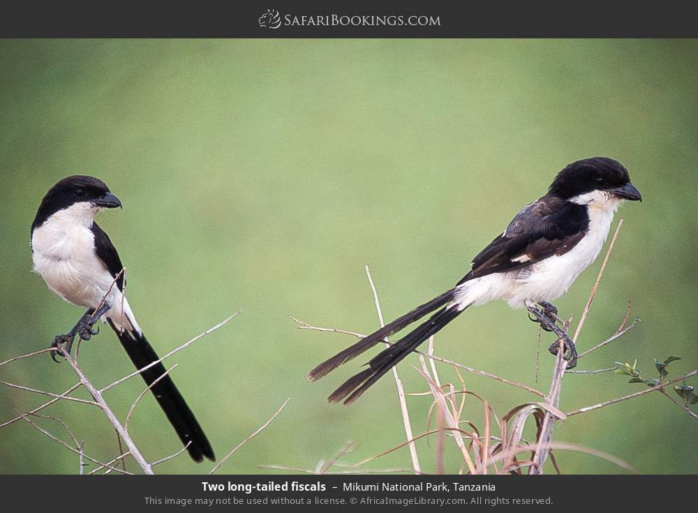 Long-tailed fiscals in Mikumi National Park, Tanzania