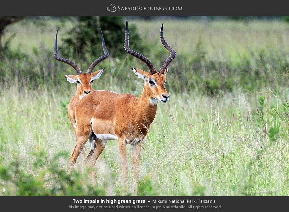 Impalas in high green grass in Mikumi National Park, Tanzania