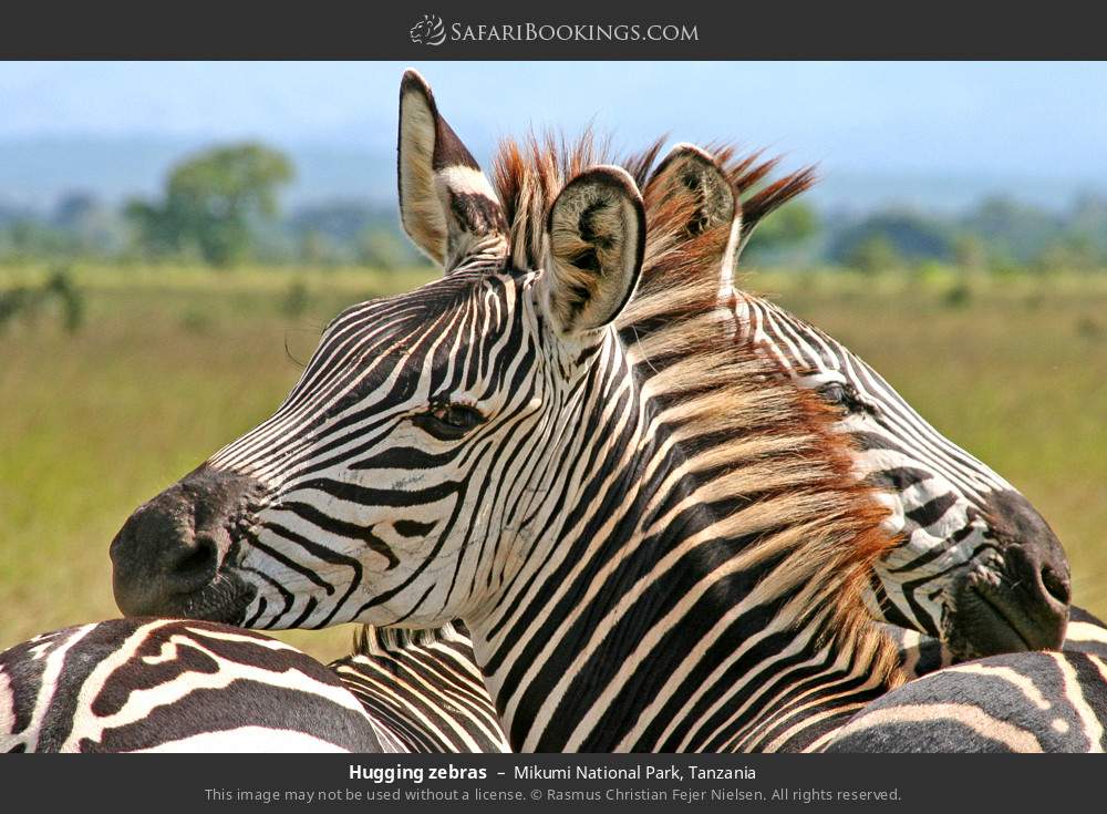 Hugging zebras in Mikumi National Park, Tanzania