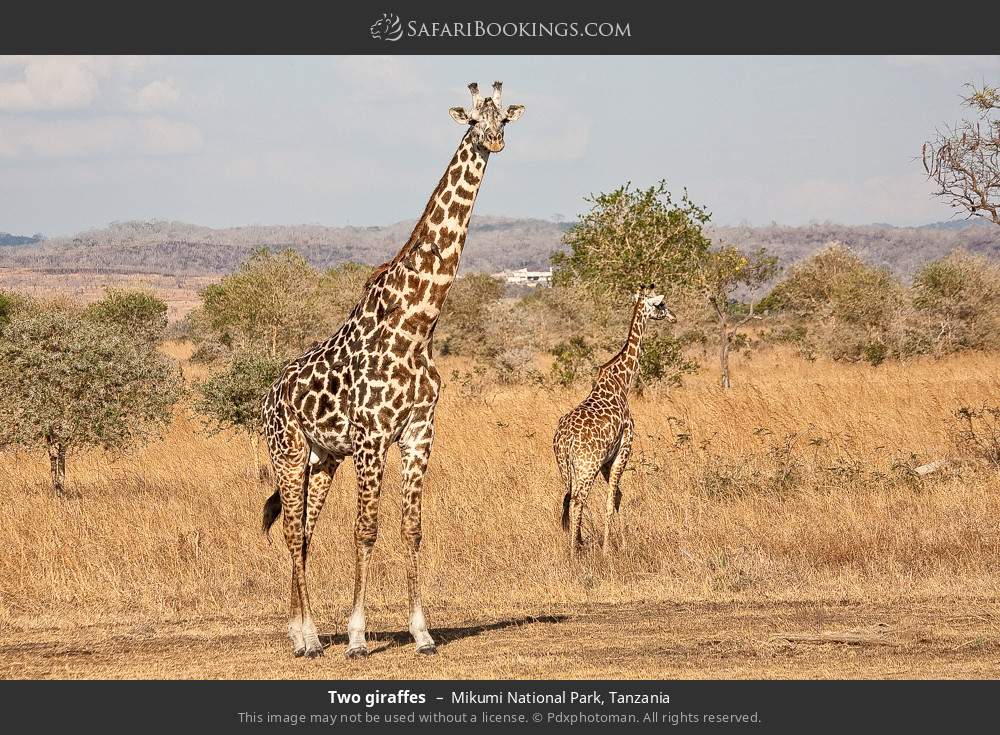 Masai giraffes in Mikumi National Park, Tanzania