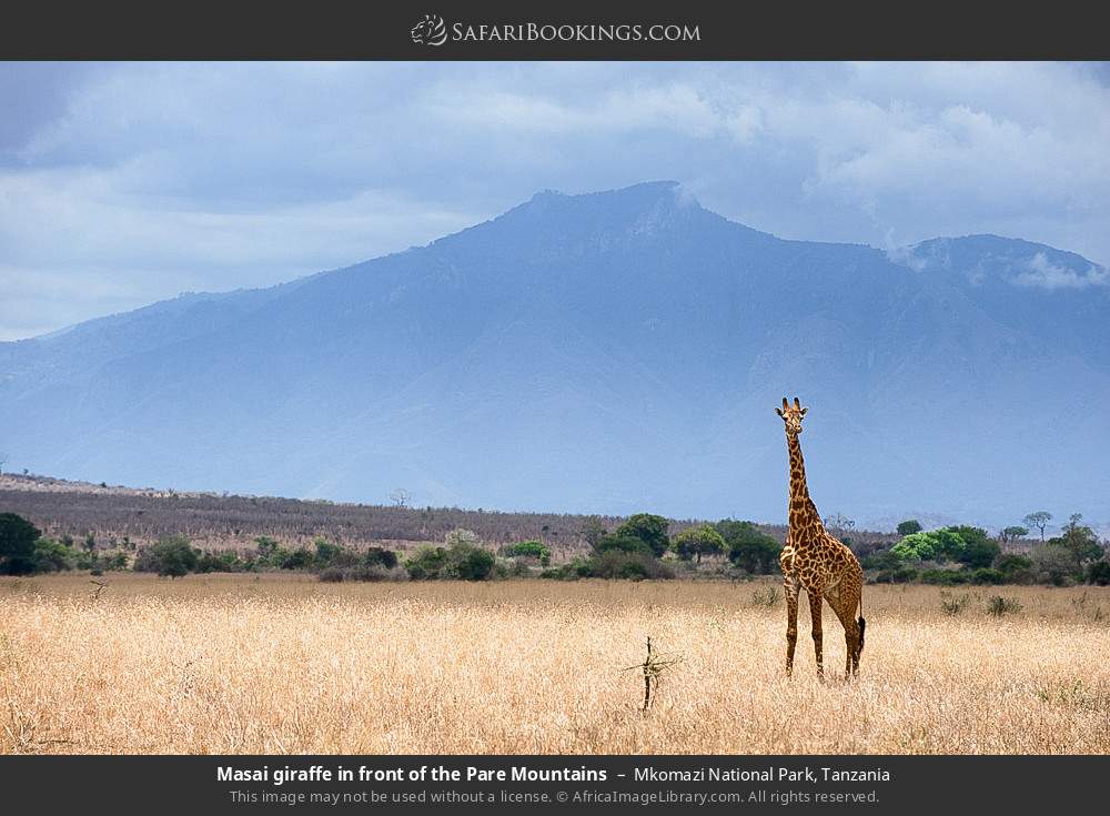 Masai giraffe in front of the Pare Mountains in Mkomazi National Park, Tanzania