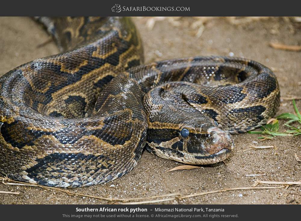 Southern African rock python in Mkomazi National Park, Tanzania