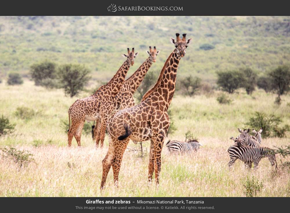 Giraffes and zebras in Mkomazi National Park, Tanzania