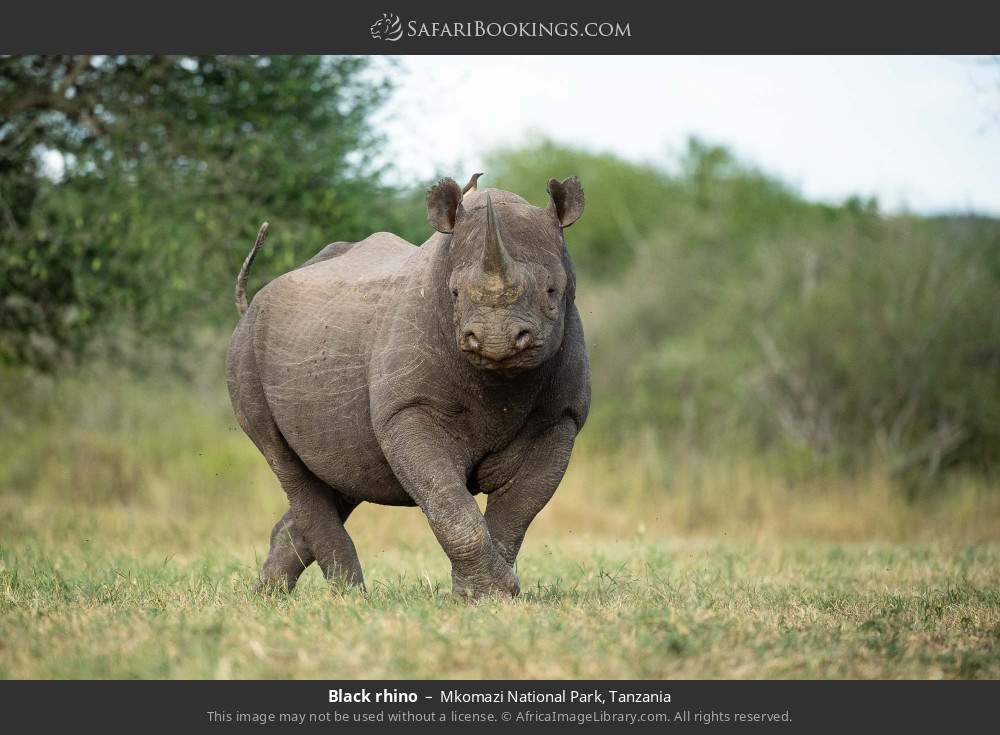 Black rhino in Mkomazi National Park, Tanzania