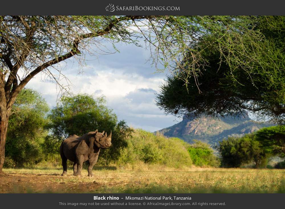 Black rhino in Mkomazi National Park, Tanzania