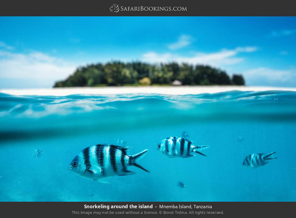 Snorkeling around Mnemba Island in Mnemba Island, Tanzania
