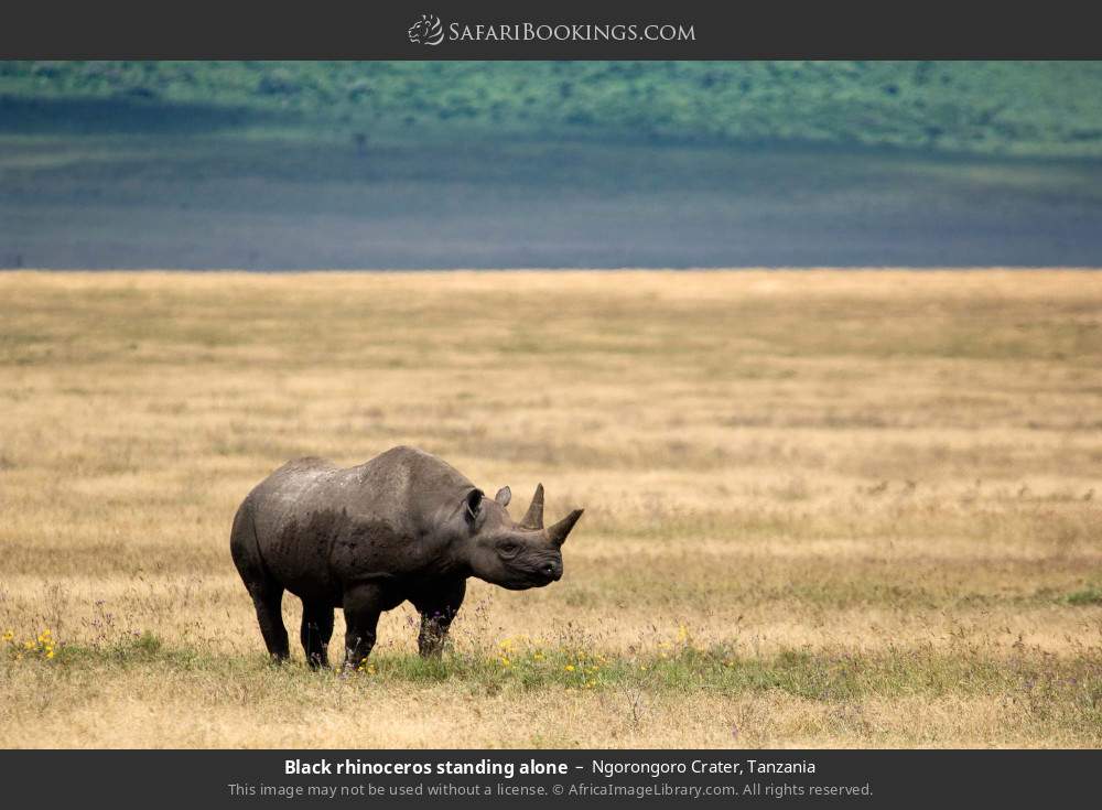 Black rhino standing alone in Ngorongoro Crater, Tanzania