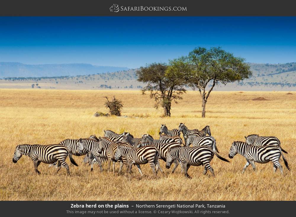 Zebra herd on the Serengeti plains in Northern Serengeti National Park, Tanzania