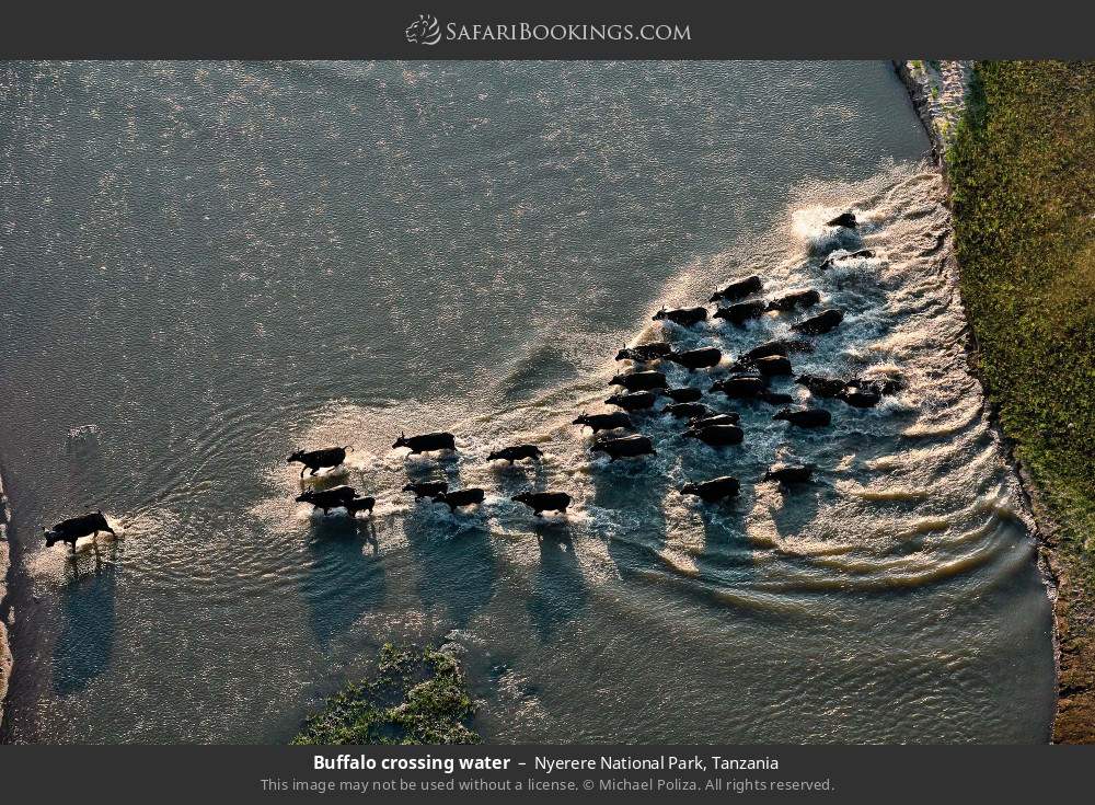 Buffalo herd crossing water in Nyerere National Park, Tanzania