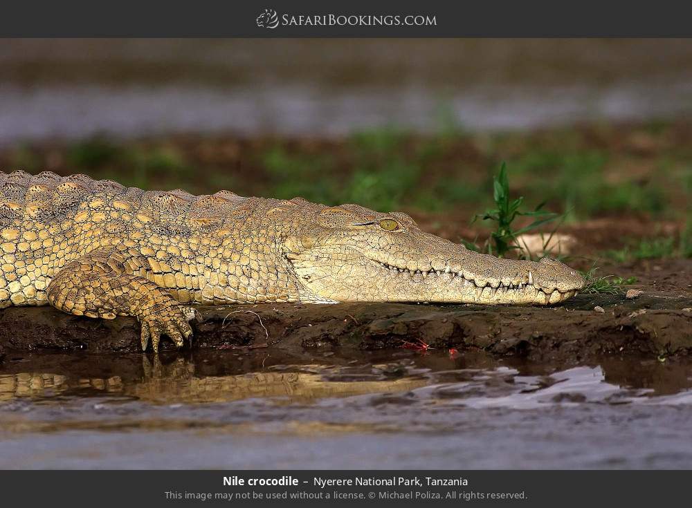 Nile crocodile in Nyerere National Park, Tanzania