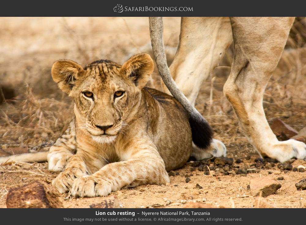Lion cub resting in Nyerere National Park, Tanzania