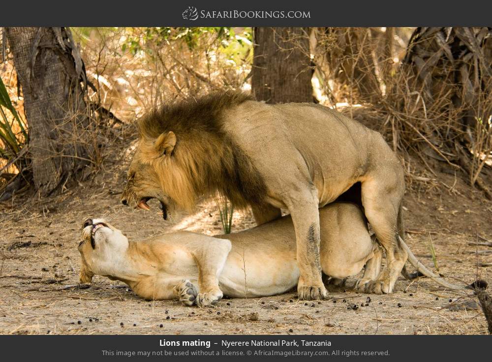 Lions mating in Nyerere National Park, Tanzania