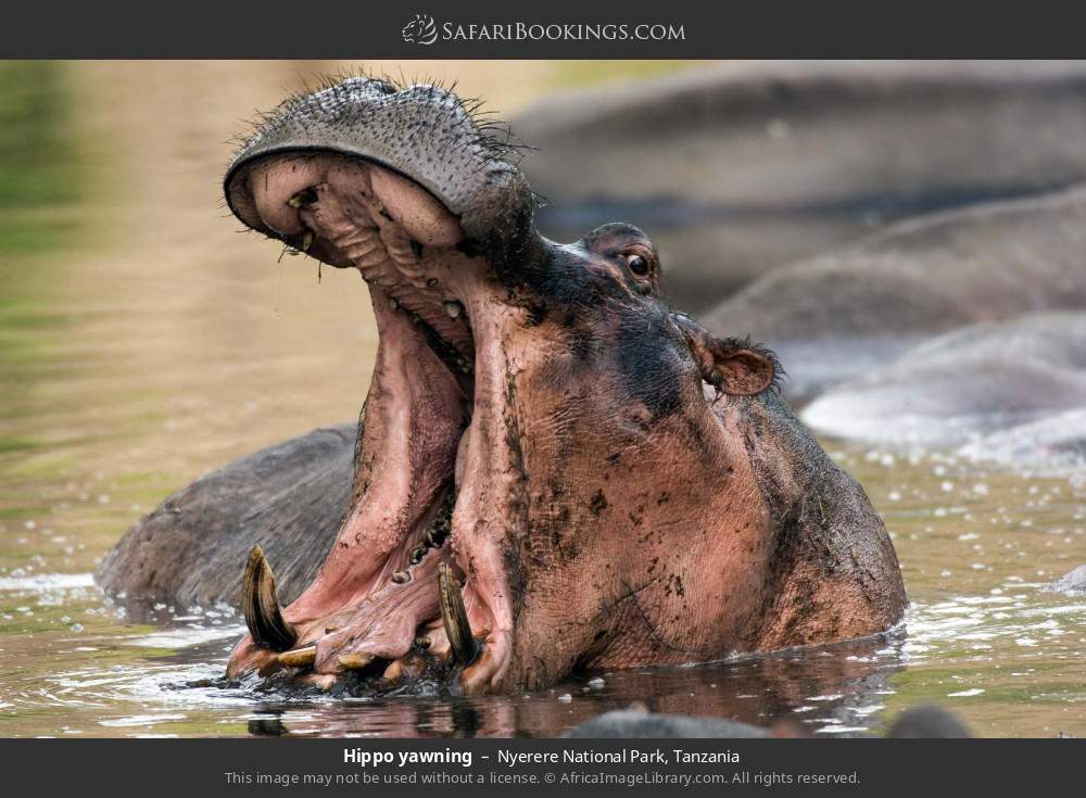 Hippo yawning in Nyerere National Park, Tanzania