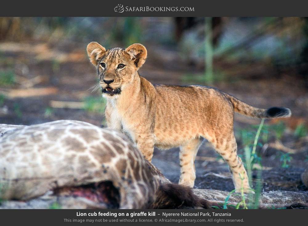 Lion cub feeding on a giraffe kill in Nyerere National Park, Tanzania
