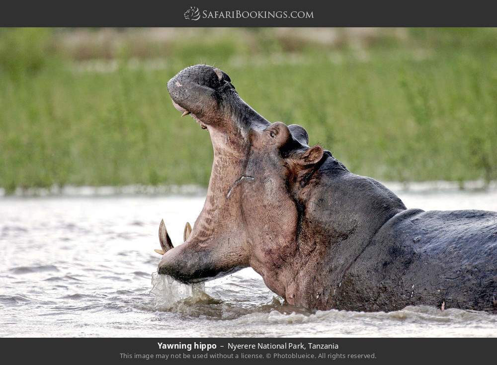 Yawning hippo in Nyerere National Park, Tanzania