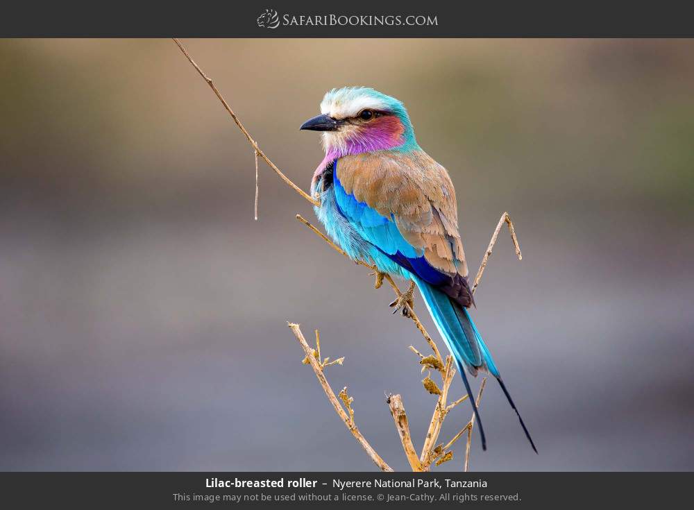 Lilac-breasted roller in Nyerere National Park, Tanzania