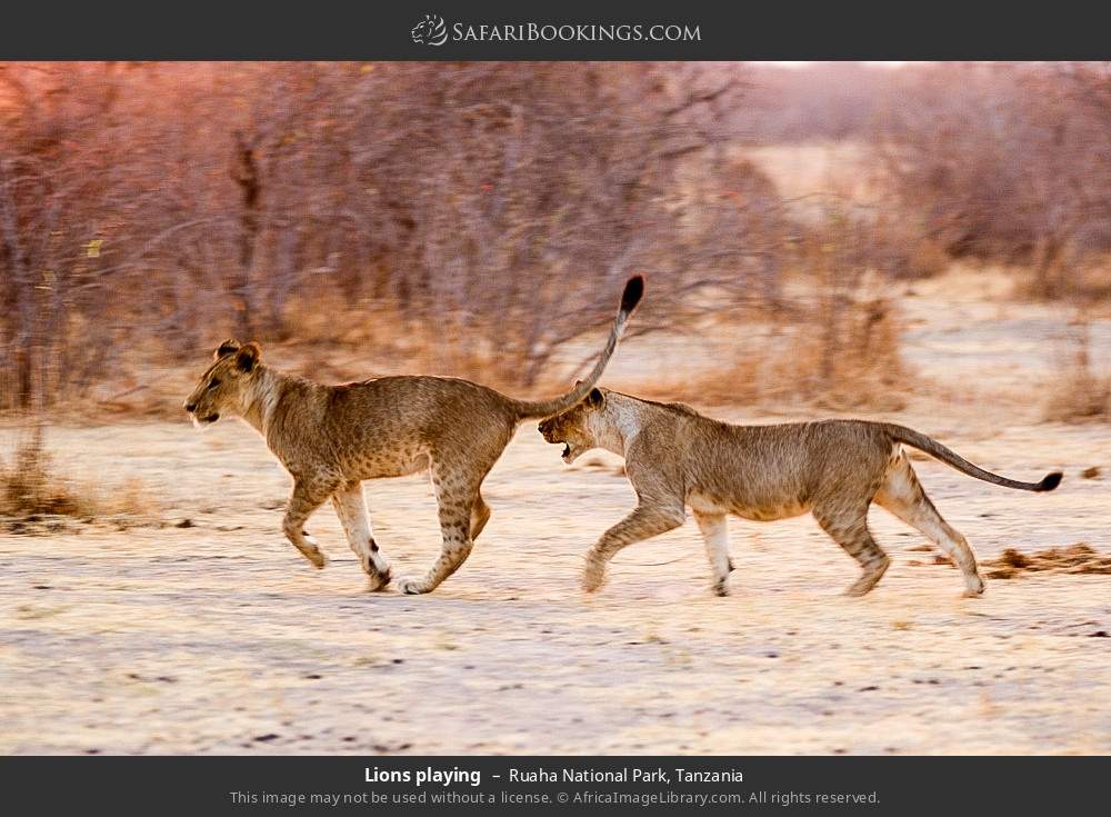 Lions playing in Ruaha National Park, Tanzania
