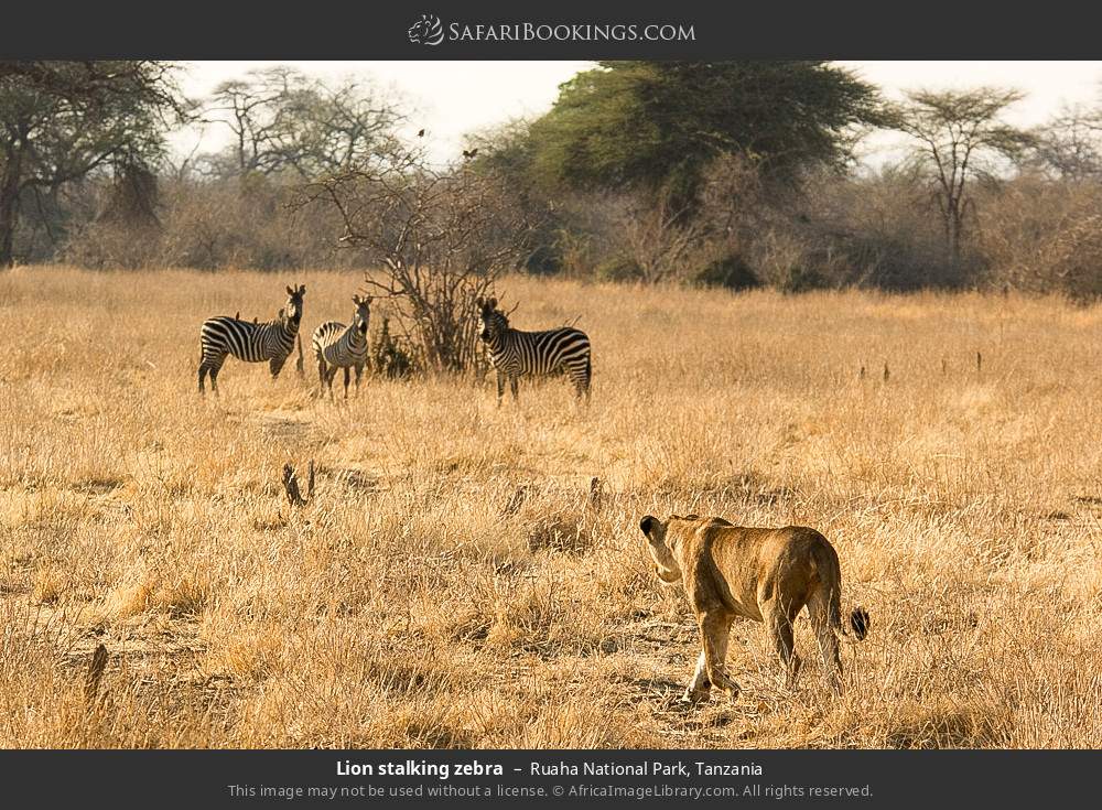 Lion stalking zebras in Ruaha National Park, Tanzania
