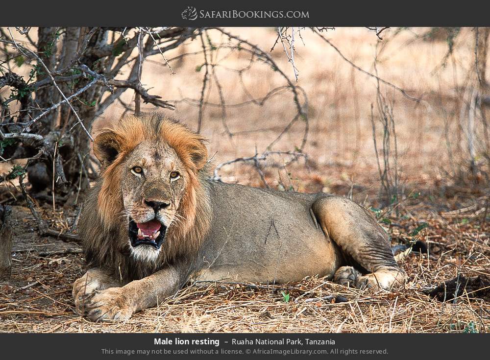 Male lion resting in Ruaha National Park, Tanzania