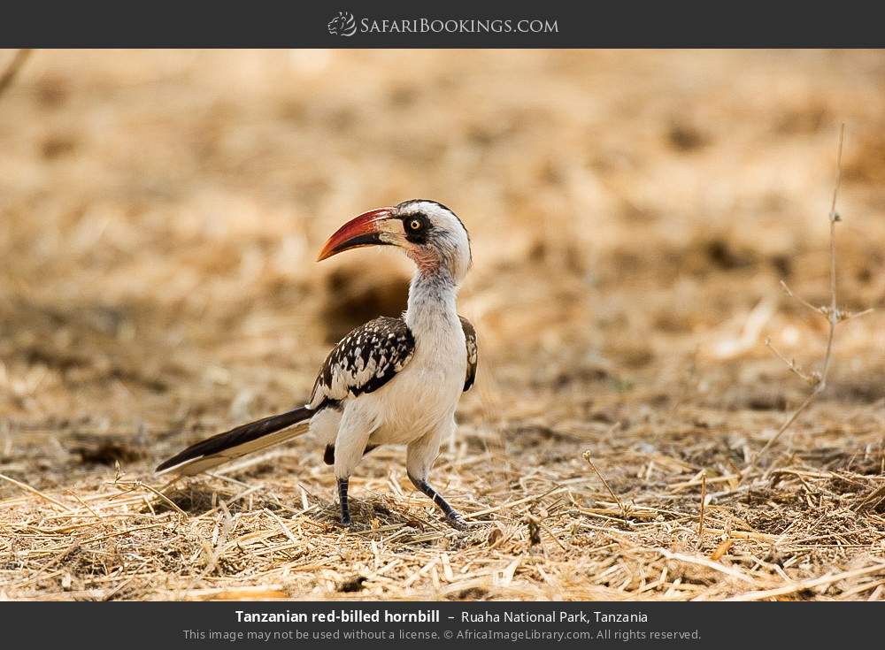 Tanzanian red-billed hornbill in Ruaha National Park, Tanzania