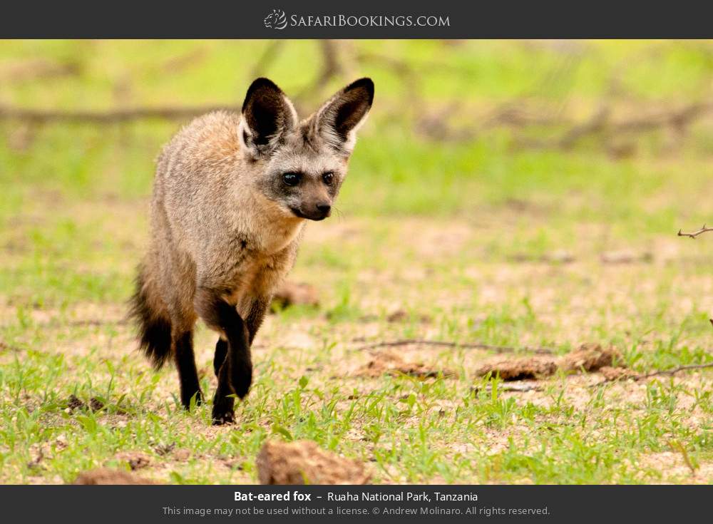 Bat-eared fox in Ruaha National Park, Tanzania