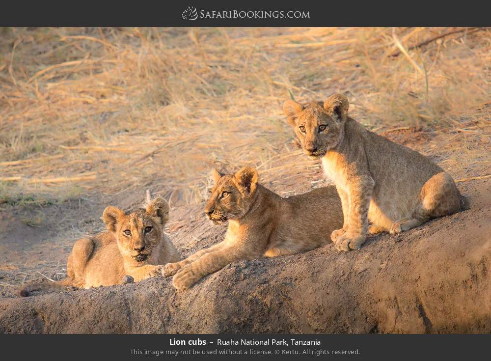 Lion cubs in Ruaha National Park, Tanzania