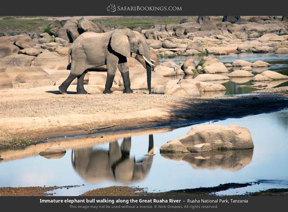 Young elephant bull walking along the Great Ruaha River in Ruaha National Park, Tanzania