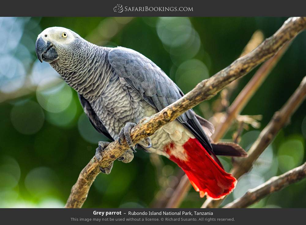 African grey parrot in Rubondo Island National Park, Tanzania