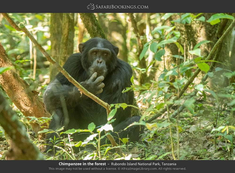 Chimpanzee in the forest in Rubondo Island National Park, Tanzania