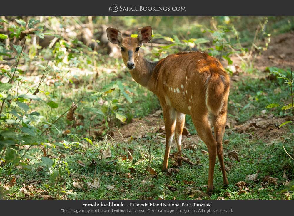 Female bushbuck in Rubondo Island National Park, Tanzania